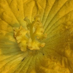 Luffa aegyptiaca
