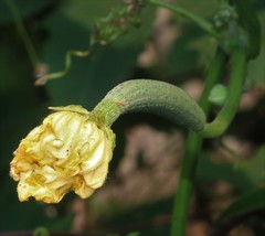 Luffa aegyptiaca