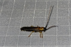 Oberea tripunctata