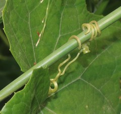 Luffa aegyptiaca