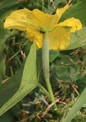 Luffa aegyptiaca