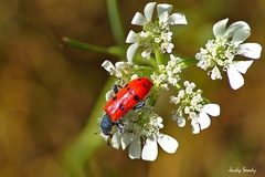 Trichodes octopunctatus