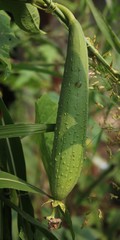 Luffa aegyptiaca