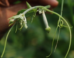 Luffa aegyptiaca