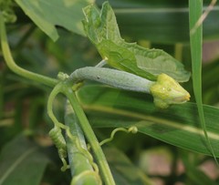 Luffa aegyptiaca