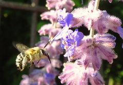 Anthophora pubescens