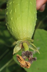 Luffa aegyptiaca