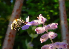 Anthophora pubescens