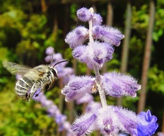 Anthophora pubescens