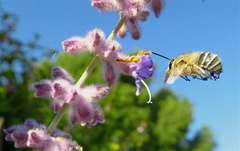 Anthophora pubescens