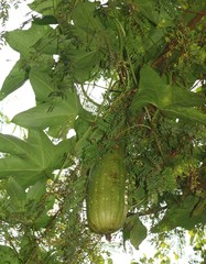 Luffa aegyptiaca
