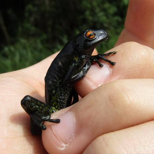 Merida Treefrog, Dendropsophus meridensis