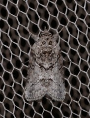 Nycteola polycyma