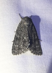 Acronicta impleta