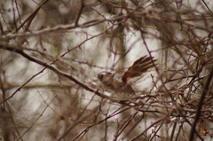 Granatellus venustus