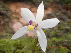 Bromheadia finlaysoniana