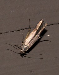 Thiotricha atractodes