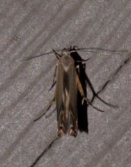 Thiotricha atractodes