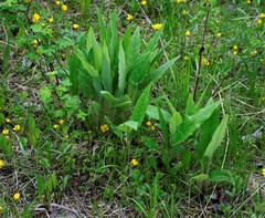 Saussurea pseudotilesii