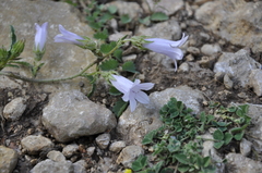 Campanula sibirica taurica