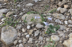 Campanula sibirica taurica