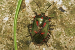 Rhyssocephala