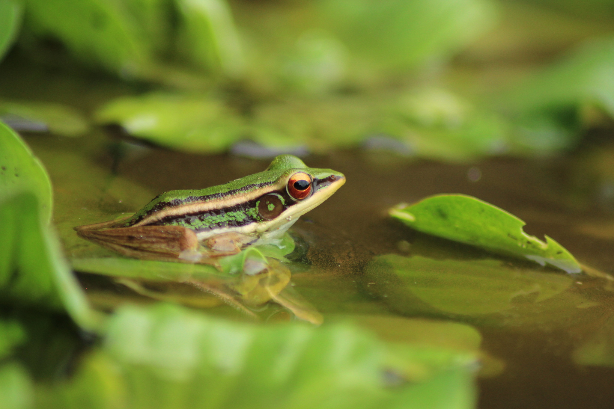 Common green frog (Hylarana erythraea) - JungleDragon