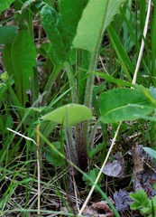 Saussurea pseudotilesii