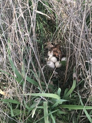 Meleagris gallopavo silvestris