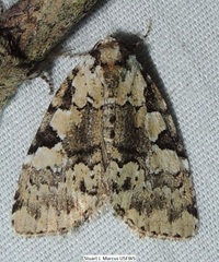 Leuconycta lepidula