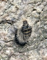 Lycia alpina
