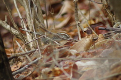 Thryophilus pleurostictus