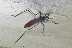 Zelurus spinidorsis