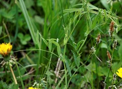 Lathyrus palustris pilosus