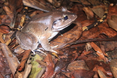 Limnonectes malesianus