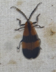 Calopteron reticulatum