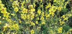 Verbascum gaillardotii
