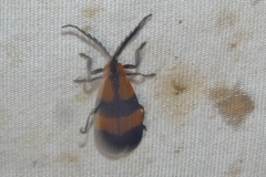 Calopteron reticulatum