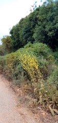 Verbascum gaillardotii