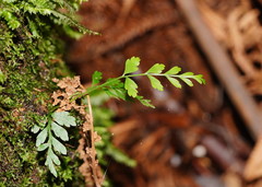 Asplenium gracillimum