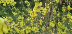 Verbascum gaillardotii