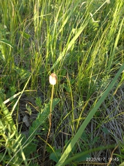 Fritillaria meleagroides