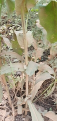 Verbascum gaillardotii