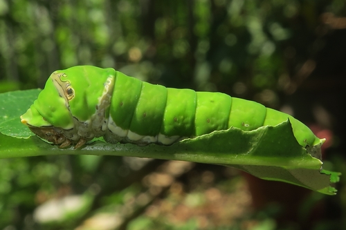 Lime Swallowtail, photo 4 of 9