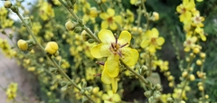 Verbascum gaillardotii