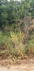 Verbascum gaillardotii