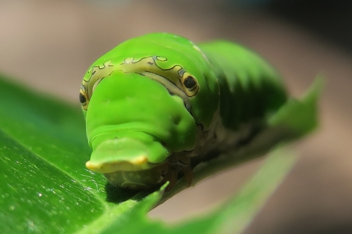 Lime Swallowtail, photo 5 of 9