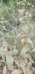 Verbascum gaillardotii
