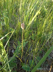 Fritillaria meleagroides