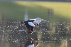 Pelecanus conspicillatus